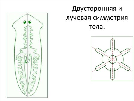 Типы симметрии в биологии