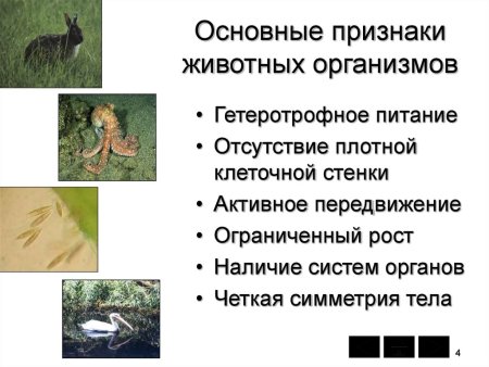 Общие признаки царства животных