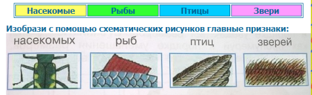 Схематические признаки насекомых