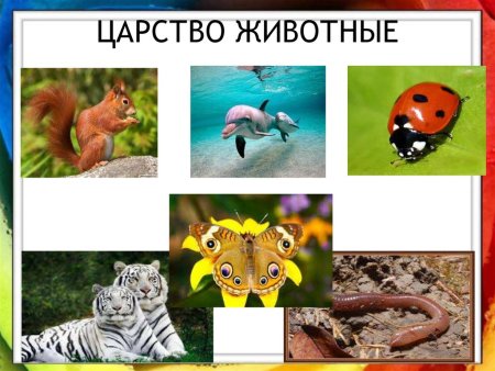 Животные птицы рыбы царства