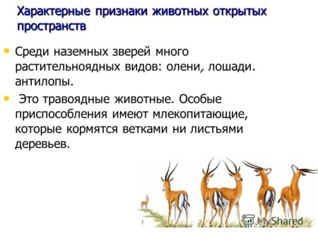 Признаки животных открытых пространств