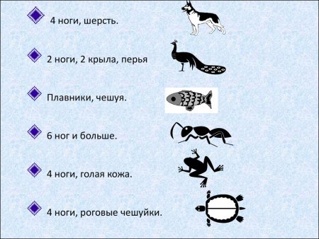 Схематические признаки животных