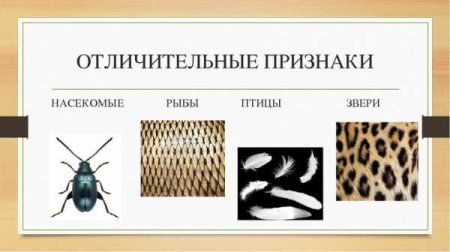 Отличительные особенности насекомых