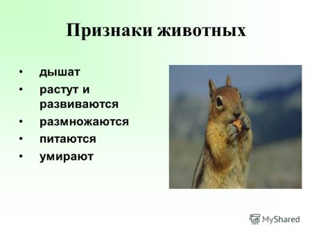 Признаки животных