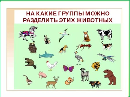 На какие группы делятся животные