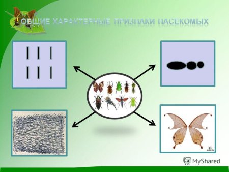 Признаки насекомых