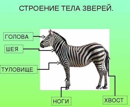 Строение зверей