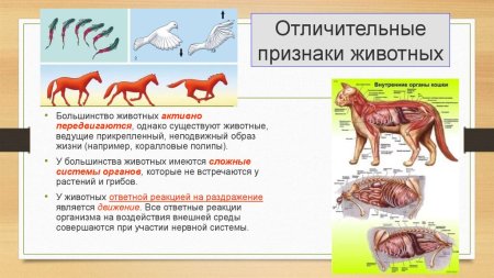 Отличительные признаки животных