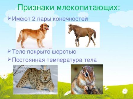 Признаки класса млекопитающих