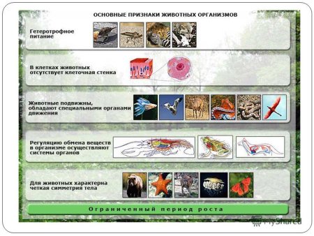 Основные признаки царства животные