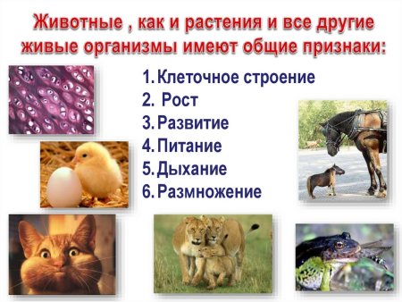 Признаки животного