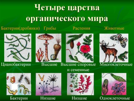 Царство животных царство растений царство грибов царство бактерий