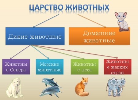 Классификация домашних животных