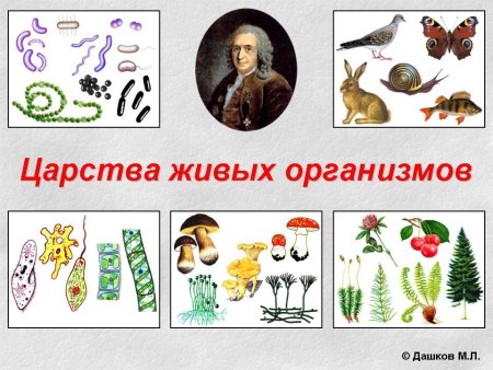 Царства живой природы 6 класс биология