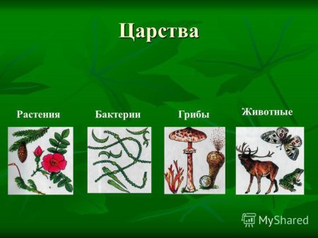 В царстве животных