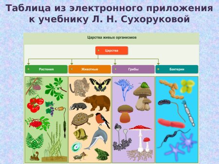 Рисунок царства живой природы 5 класс биология