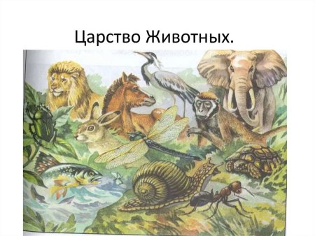 В царстве животных