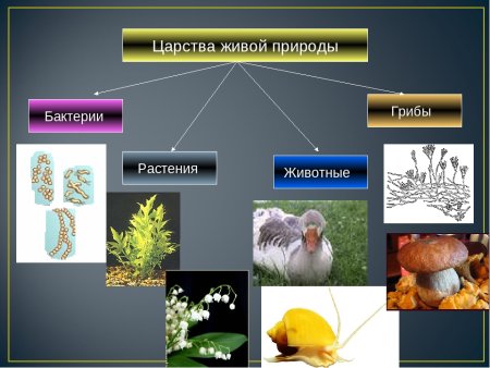Царство животных растений грибов бактерий