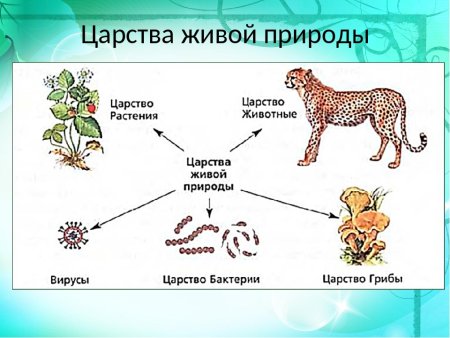Царства живой природы 3 класс окружающий мир схема