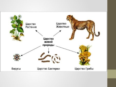 Царство живой природы классификация схема