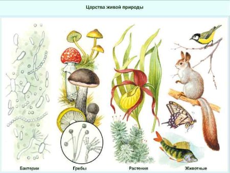 Бактерии грибы растения животные это царство
