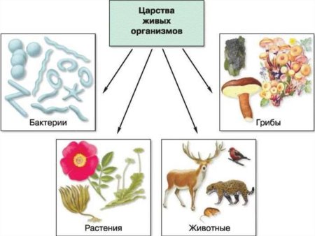 Царство животных царство растений царство грибов царство бактерий
