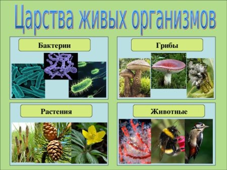 Царство животных царство растений царство грибов царство бактерий