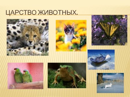 Разнообразие животных.царство животных