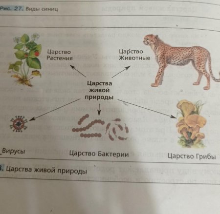 Царство животных и растений