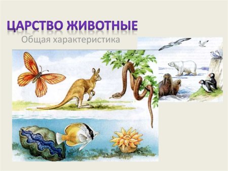 Царство животные
