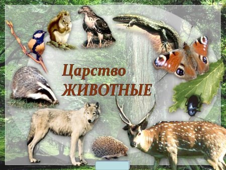 Царство животных надпись