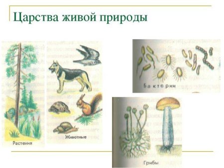 Царства живой природы 2 класс схема