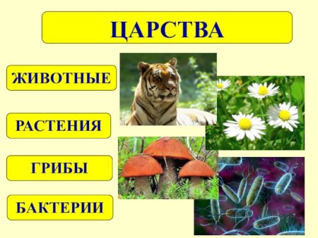 Царство живой природы растения