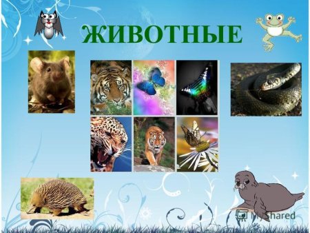 Разнообразие живой природы
