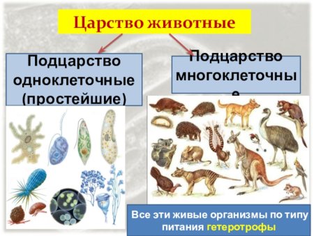 Царство животных Подцарство одноклеточные