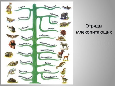 Систематика животного 7 класс биология
