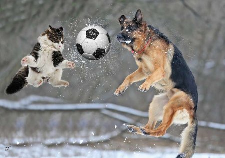 Животные играют в футбол