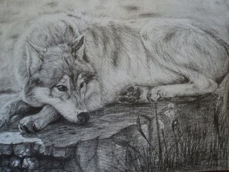 Волк простым карандашом
