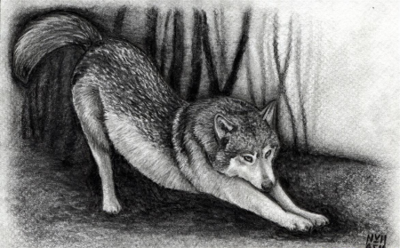 Рисунки Волков карандашом