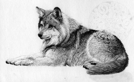 Шерсть волка карандашом