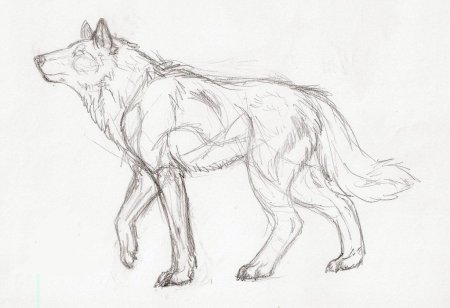Волк карандашом