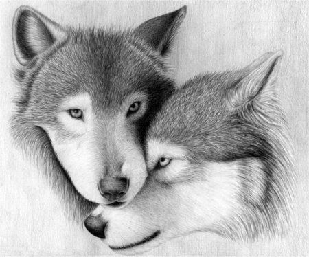 Волки карандашом пара