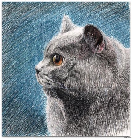 Коты цветными карандашами