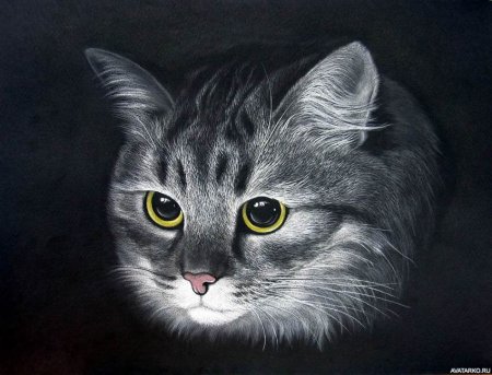 Кот пастелью на черной бумаге