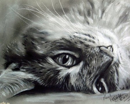 Сухая кисть животные