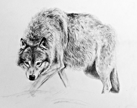 Набросок волка карандашом