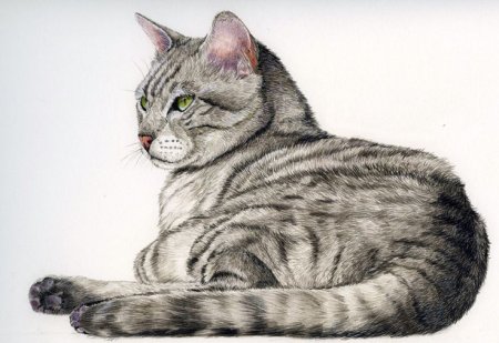 Нарисовать кошку