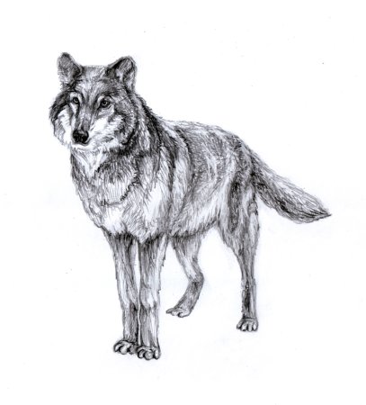 Волк рисунок