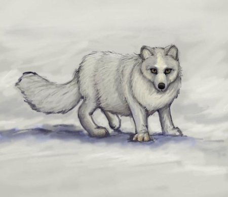 Песец для рисования