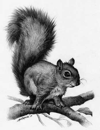 Белка рисунок